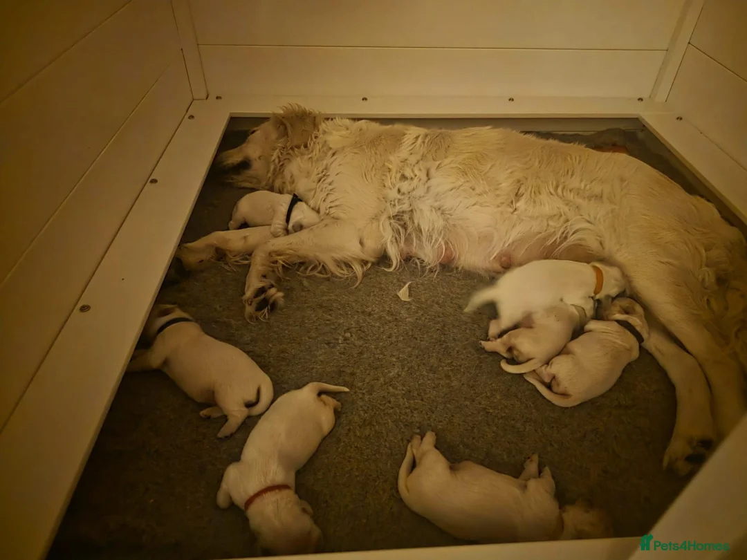 Golden Retriever dogs for sale: Beautiful golden retriever puppies  - Advert 2
