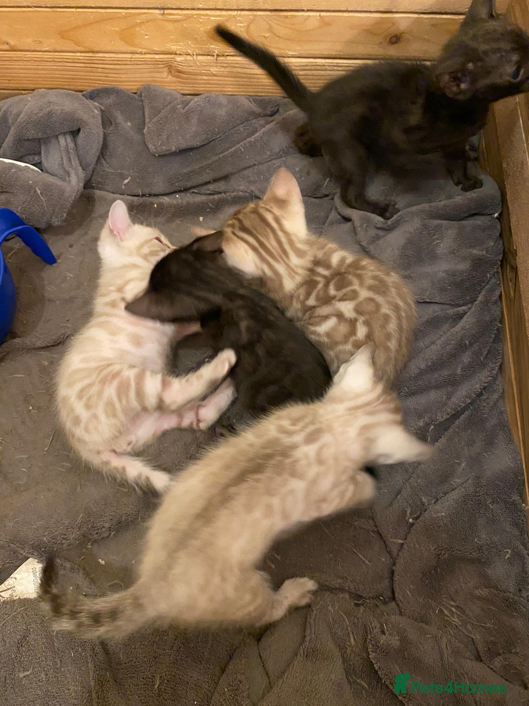 Bengal cats for sale: 🔥✨ Pedigree TICA-Registered Bengal Kittens - Image 6
