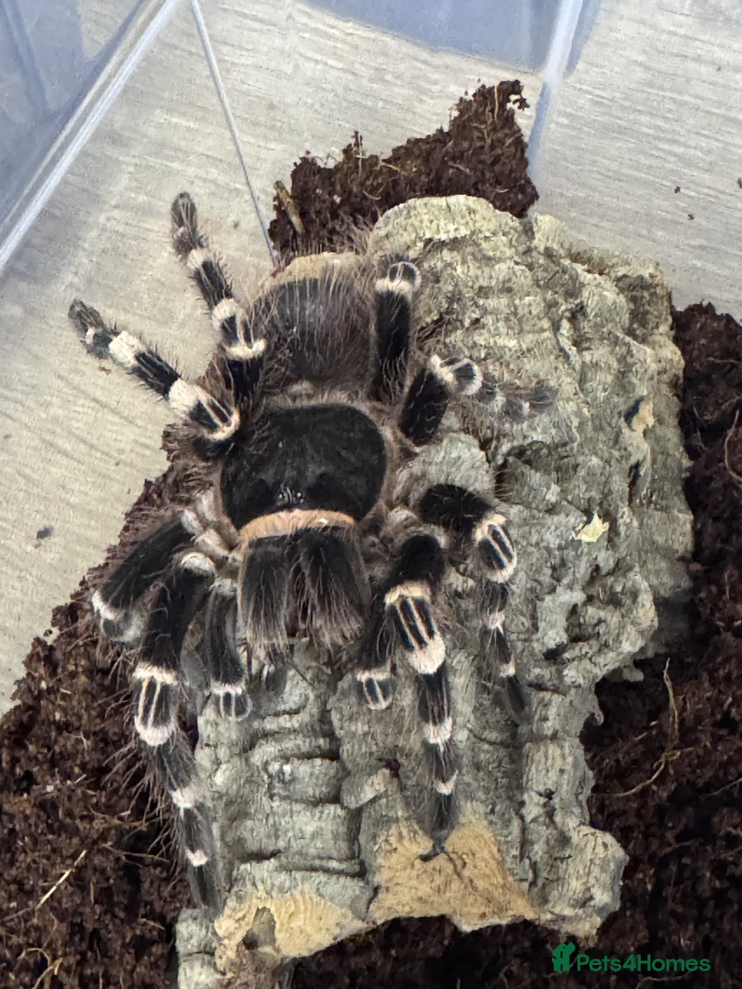Tarantulas invertebrates for sale: 15 Tarantulas  adult/subadult - Advert 2