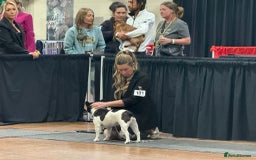 French Bulldog dogs for sale: 2 frenchie girls  - Image 2