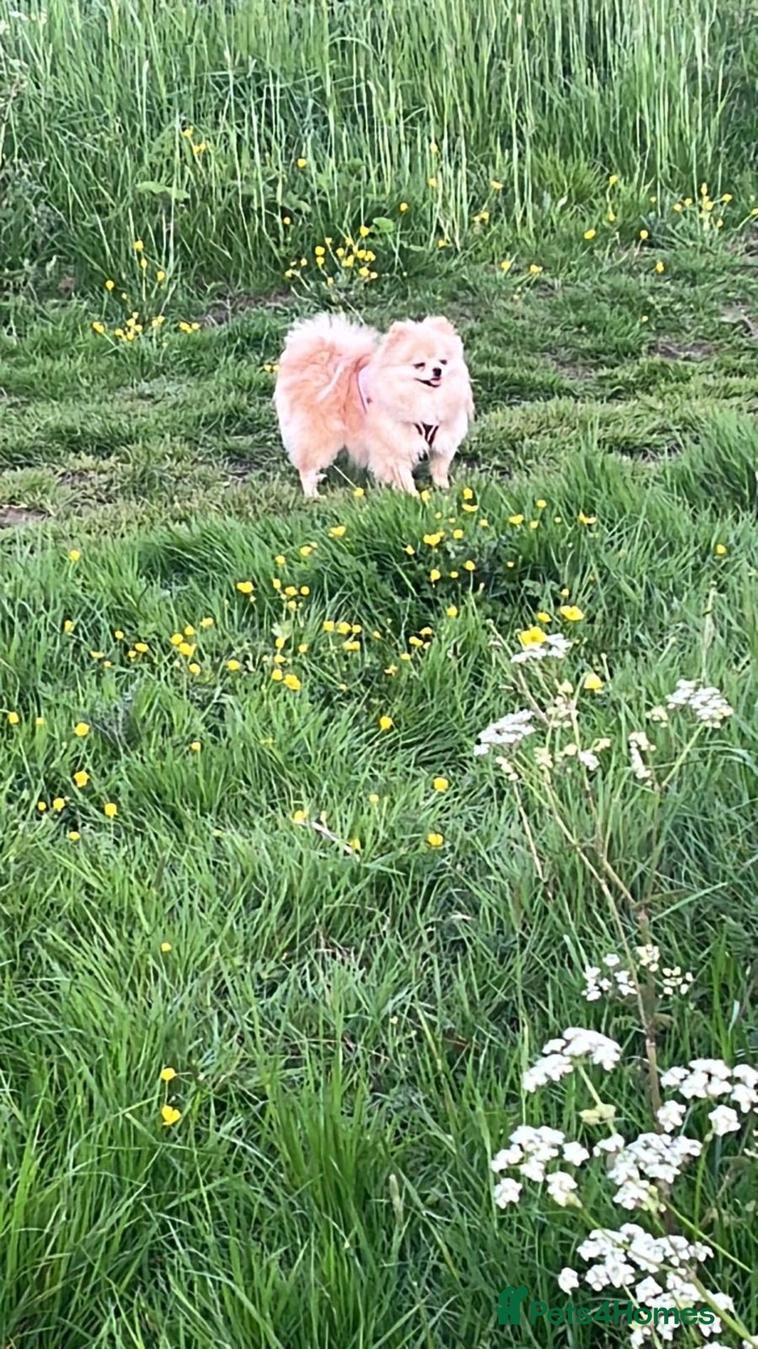 Pomeranian dogs for sale: Pomeranian girl puppy  - Advert 4