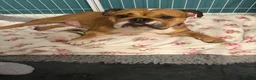 English Bulldog dogs for sale: Beautiful female English Bulldog  - Advert 7