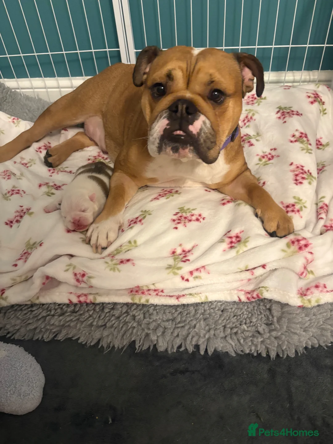 English Bulldog dogs for sale: Beautiful female English Bulldog  - Advert 7