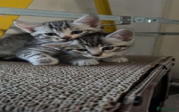 Mixed Breed cats for sale: 4 stunning kittens left  - Image 1