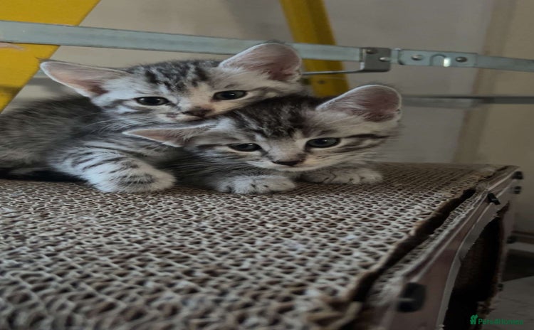 Mixed Breed cats - Advert 1