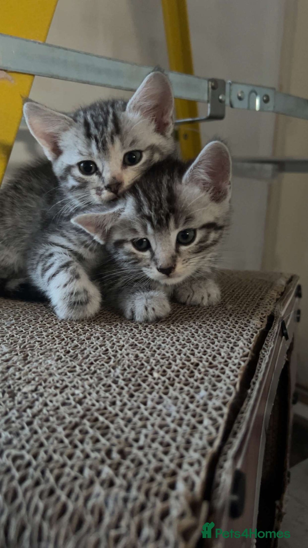 Mixed Breed cats for sale: 4 stunning kittens left  - Image 1