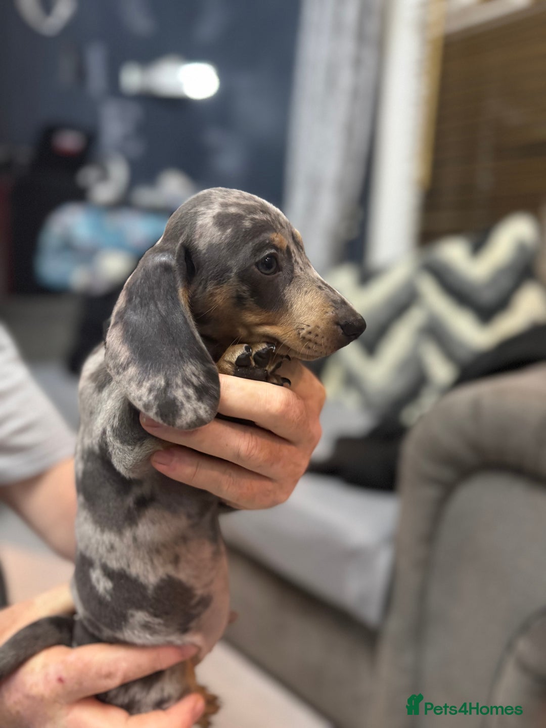 Miniature Dachshund dogs for sale: READY NOW  - Advert 11