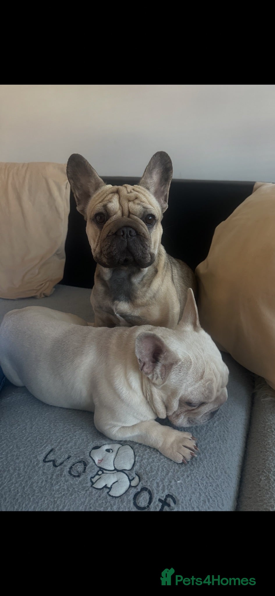 French Bulldog dogs Female fawn coat and a black mask. - Advert 1