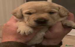 Labrador Retriever dogs for sale: 🐾 Labrador Puppies some with copper colourings 🐾 - Image 6