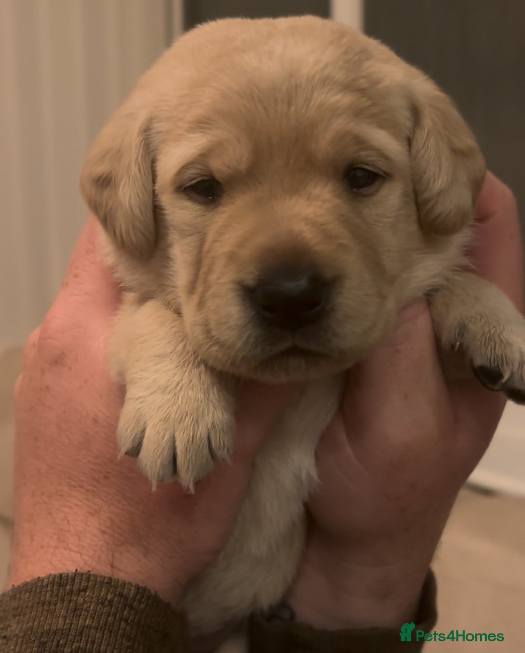 Labrador Retriever dogs for sale: 🐾 Labrador Puppies some with copper colourings 🐾 - Image 6