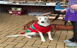 Lurcher dogs for sale: 7-8 year old Lurcher, My best friend.  - Advert 3