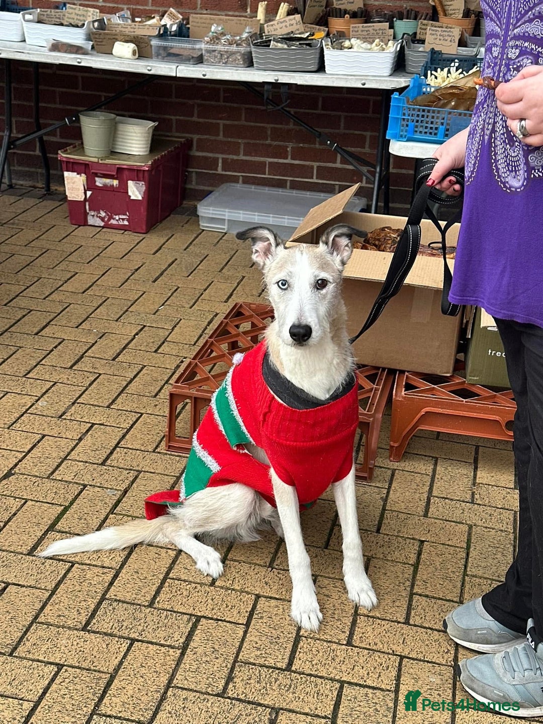 Lurcher dogs for sale: 7-8 year old Lurcher, My best friend.  - Advert 3