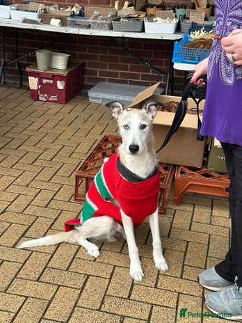 Lurcher dogs 7-8 year old Lurcher, My best friend. - Advert 1