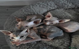 Sphynx cats for sale: 3 beautiful sphynx kittens for sale  - Image 1