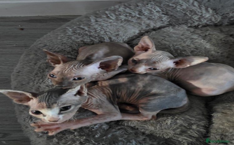 Sphynx cats - Advert 1