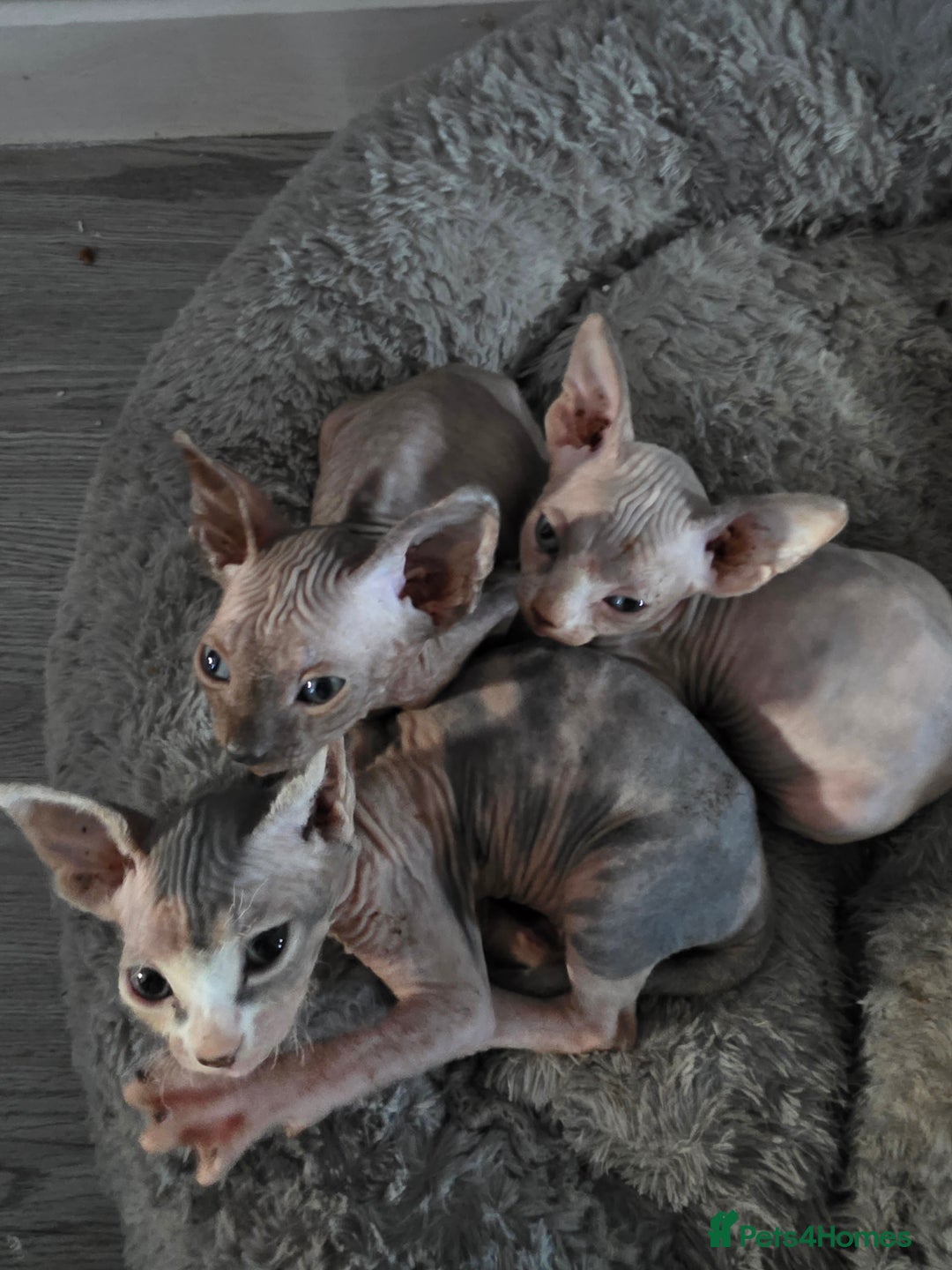 Sphynx cats for sale: 3 beautiful sphynx kittens for sale  - Image 1