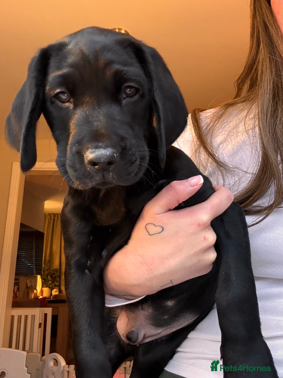 Labrador Retriever dogs for sale: Beautiful KC Labs / DRAKESHEAD - 1 BOY LEFT! - Advert 38