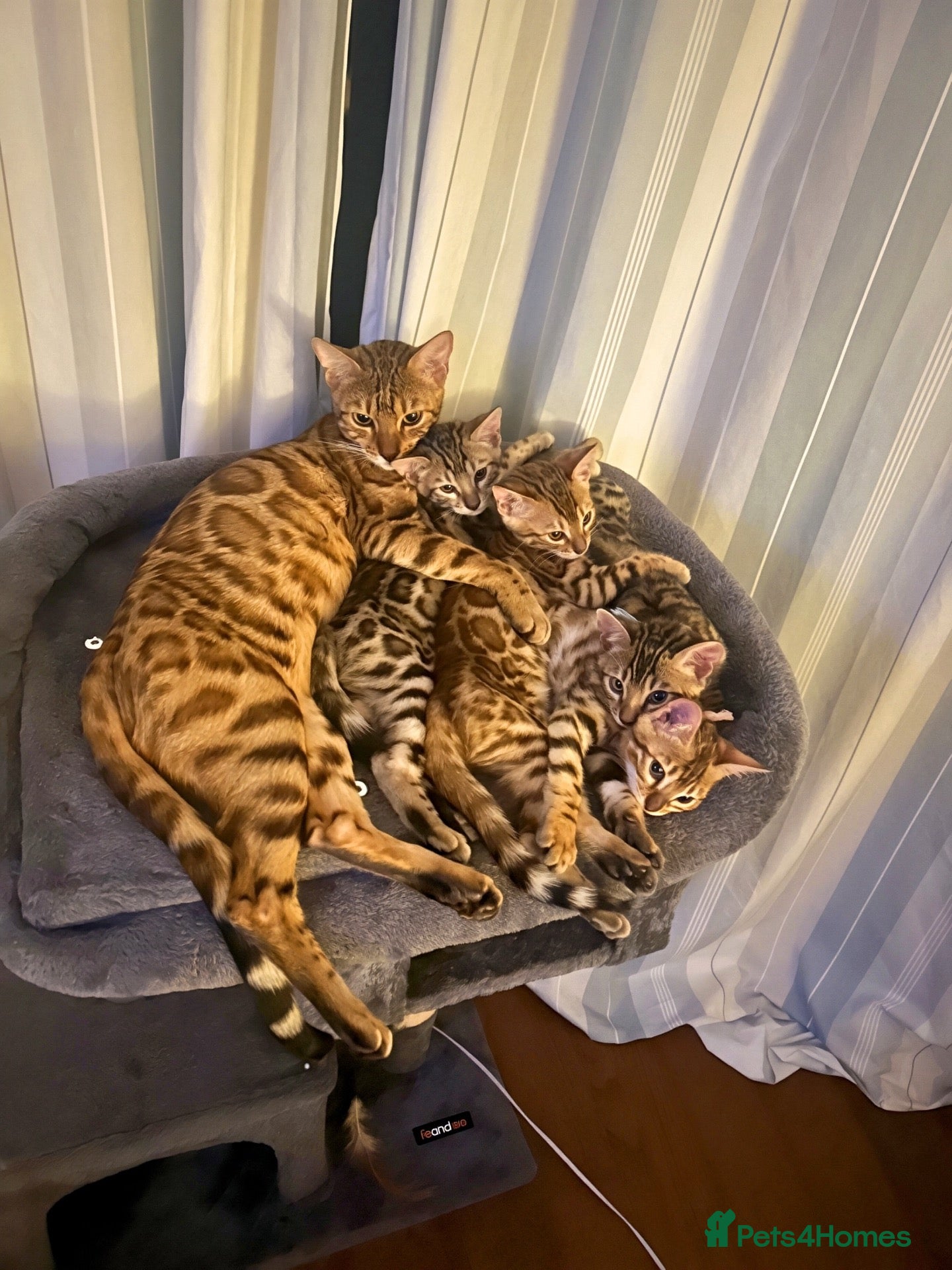 Bengal cats Pedigree Bengal Kittens - Advert 2