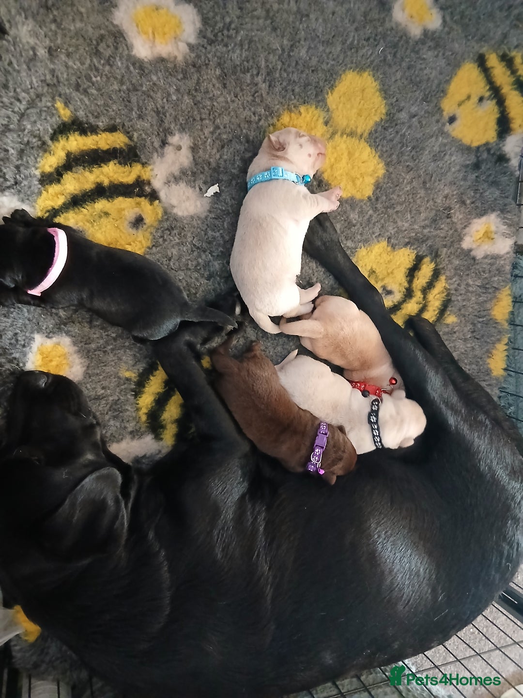 Labrador Retriever dogs for sale: 5 beautiful labrador puppies - Image 5