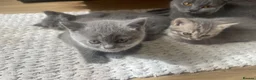 British Shorthair cats for sale: British shorthair kittens - Advert 8