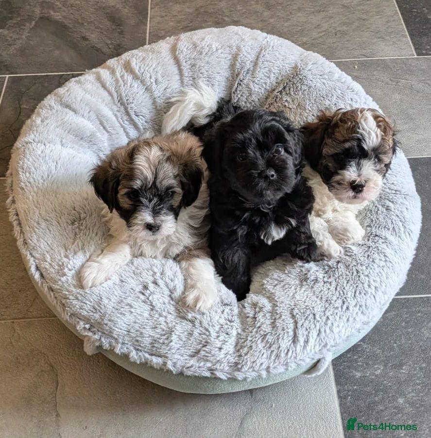 Shihpoo dogs Beautiful Shihpoo Puppies Looking for Forever Home - Advert 6