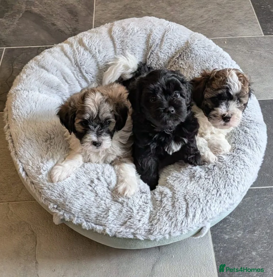 Shihpoo dogs for sale: Beautiful Shihpoo Puppies Looking for Forever Home - Advert 1
