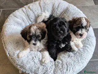 Shihpoo dogs Beautiful Shihpoo Puppies Looking for Forever Home - Advert 2