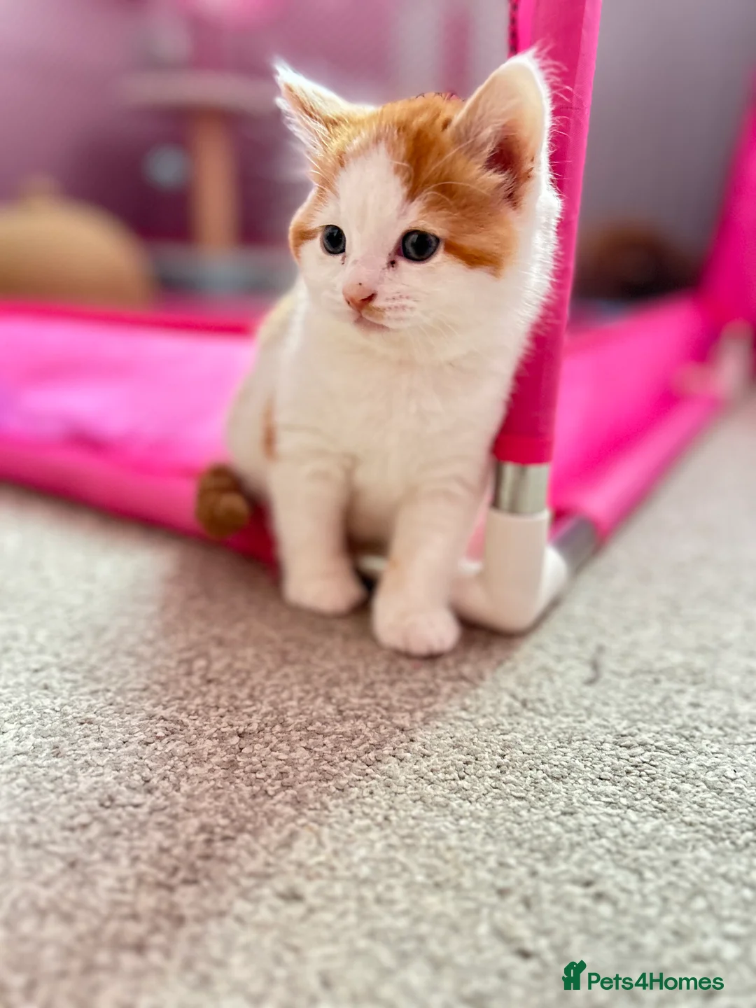 British Shorthair cats for sale: British Shorthair Kittens - Available Now  - Advert 5