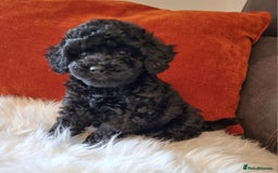 Cockapoo dogs for sale: Adorable best friend pups, sold fully vaccinated - Image 20