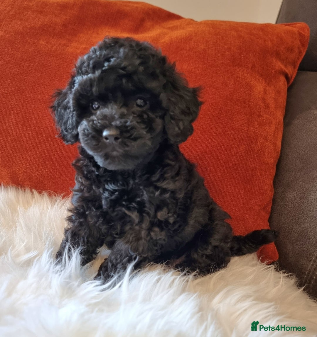 Cockapoo dogs for sale: Adorable best friend pups, sold fully vaccinated - Image 20