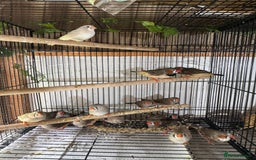 Finches birds for sale: Zebra Finches  - Image 1