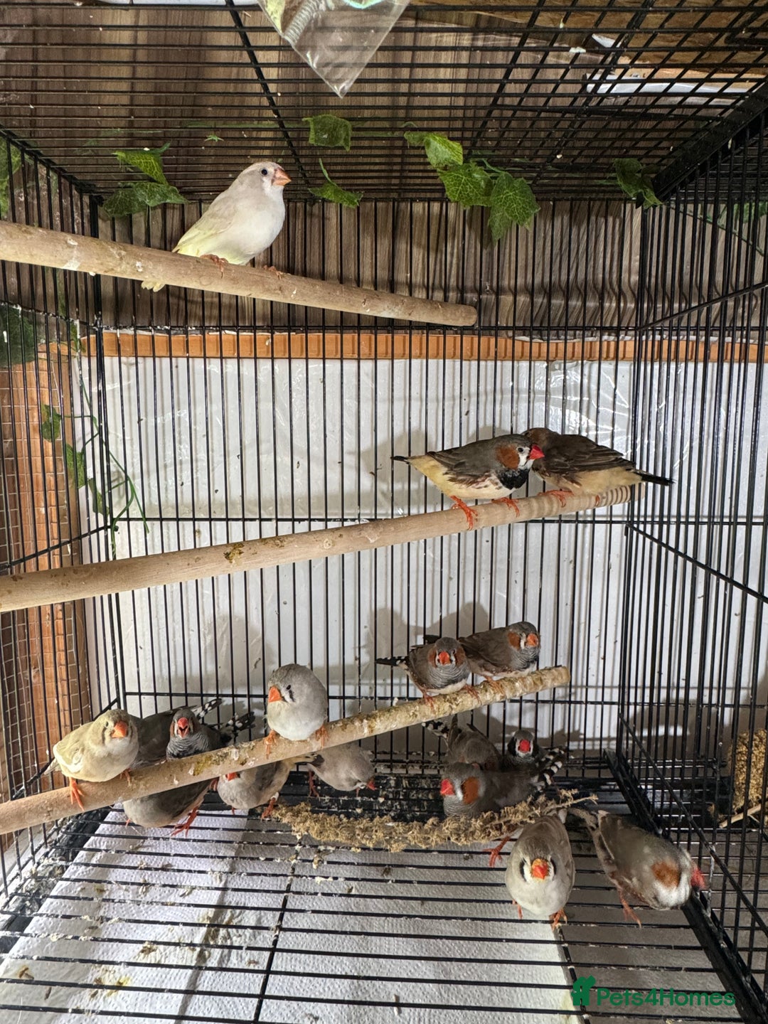 Finches birds for sale: Zebra Finches  - Image 1