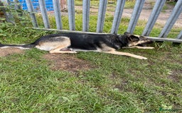 German Shepherd dogs for sale: German Shepherd pups - Image 8