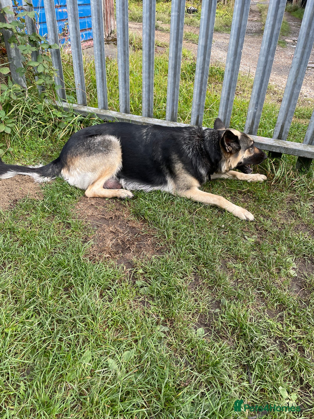 German Shepherd dogs for sale: German Shepherd pups - Image 8