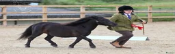 Shetland pony horses for sale: Stunning registered standard Shetland mare - Advert 2
