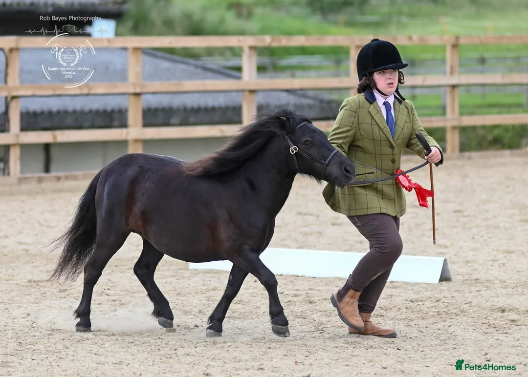 Shetland pony horses for sale: Stunning registered standard Shetland mare - Advert 2