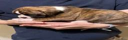 Boxer dogs for sale: Boxer puppys - Advert 10