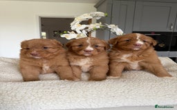 Nova Scotia Duck Tolling Retriever dogs for sale: Nova Scotia Duck Tollers  - Advert 1