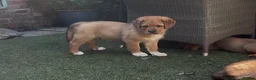 Central Asian Shepherd dogs for sale: Central Asian Shepard - Advert 8