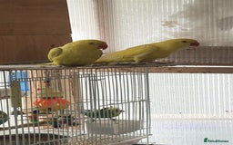 Ringnecks birds for sale: Stunning Indian Ringnecks - Image 12