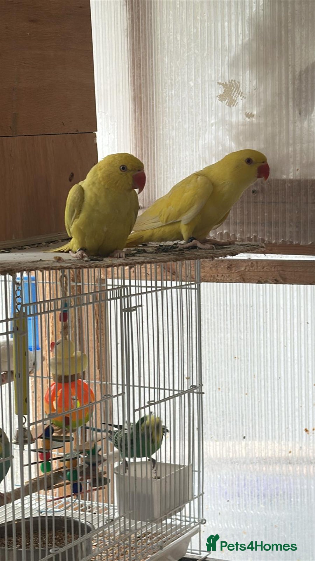 Ringnecks birds for sale: Stunning Indian Ringnecks - Image 12