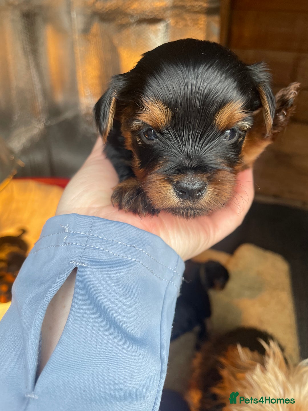 Yorkshire Terrier dogs for sale: Black and tan Yorkshire terrier puppies - Advert 15