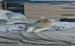 British Shorthair cats for sale: Beautiful silver spotted BSH for sad sale  - Image 12