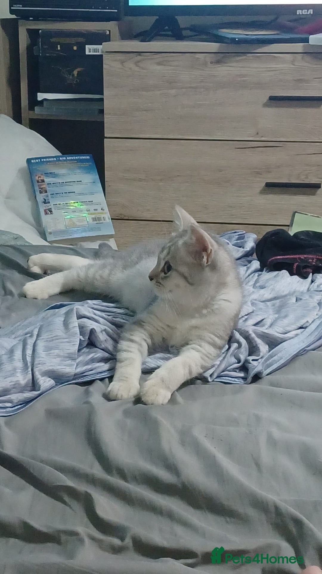 British Shorthair cats for sale: Beautiful silver spotted BSH for sad sale  - Image 12