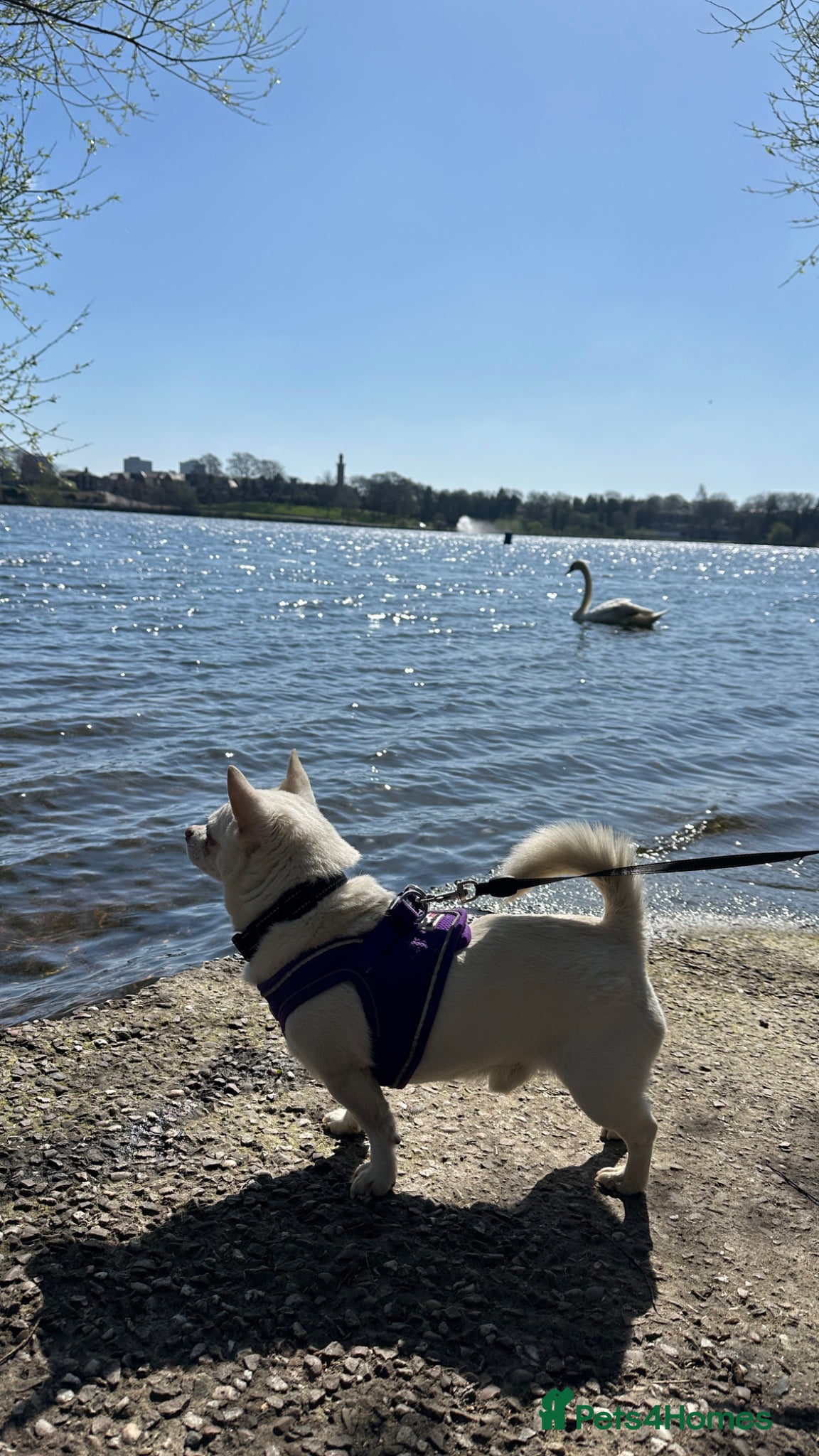 Chihuahua dogs Inspector Sherlock - Advert 1