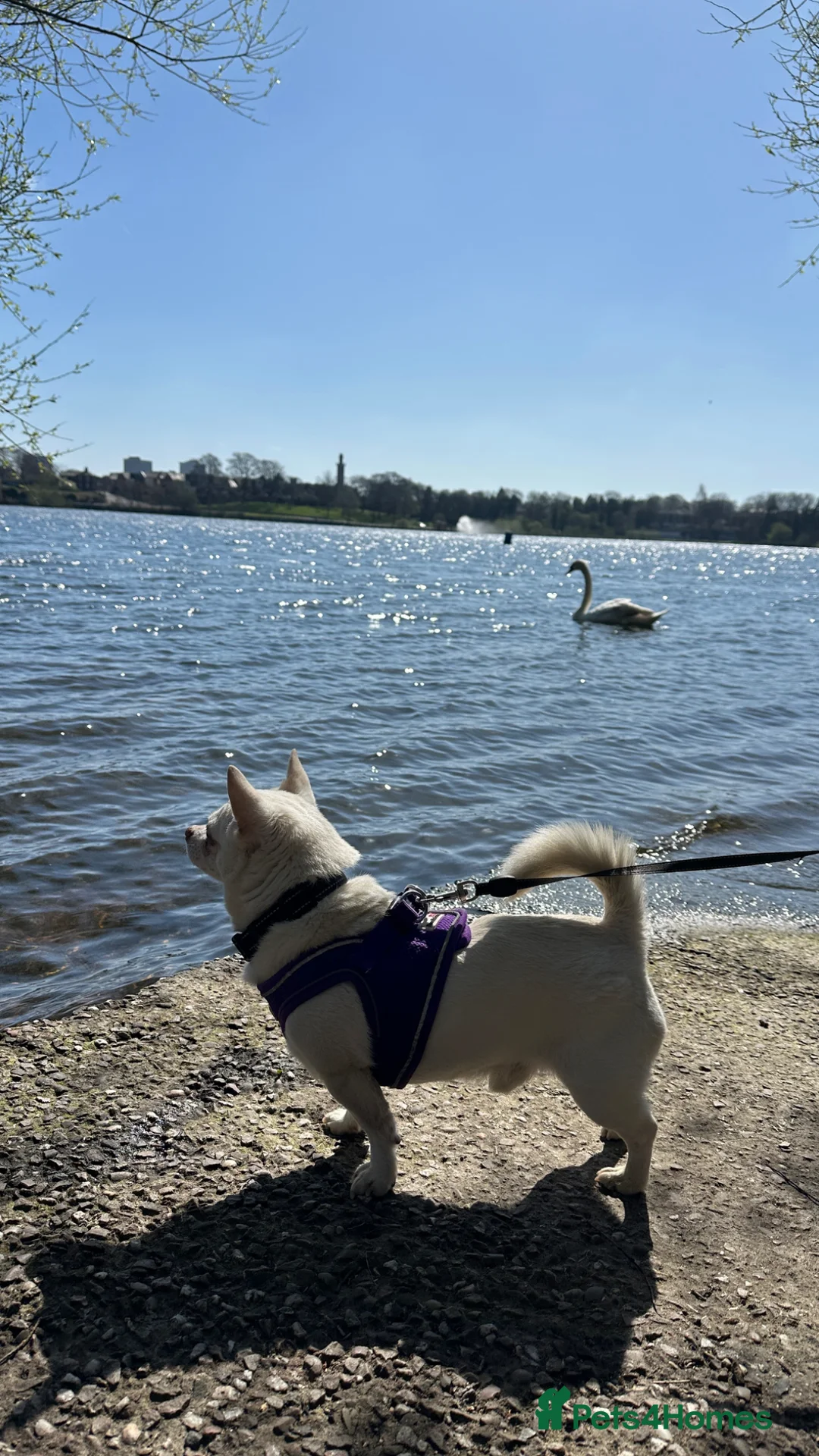 Chihuahua dogs for stud: Inspector Sherlock - For Stud - Advert 1