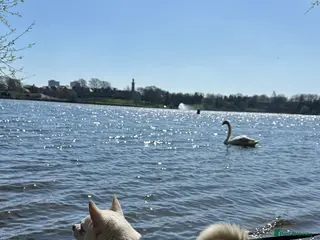 Chihuahua dogs Inspector Sherlock - Advert 1