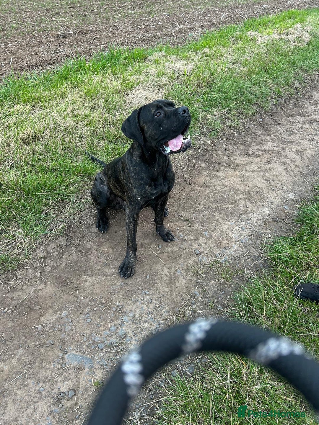 Cane Corso dogs for sale: Full Cane Corso Puppies x5 girls x5 Boys - Advert 3