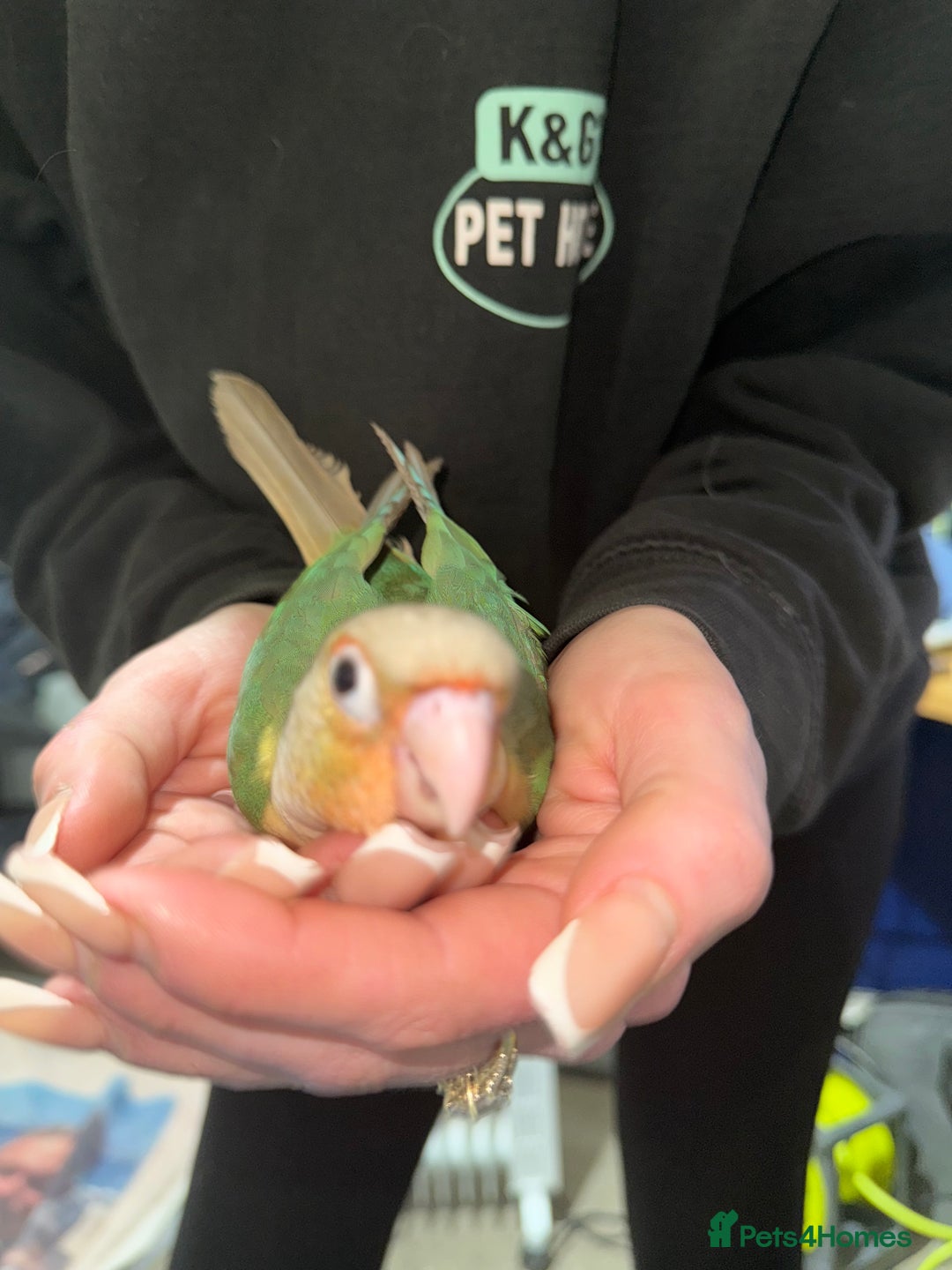 Conures birds for sale: Hand rear baby conures  - Image 6