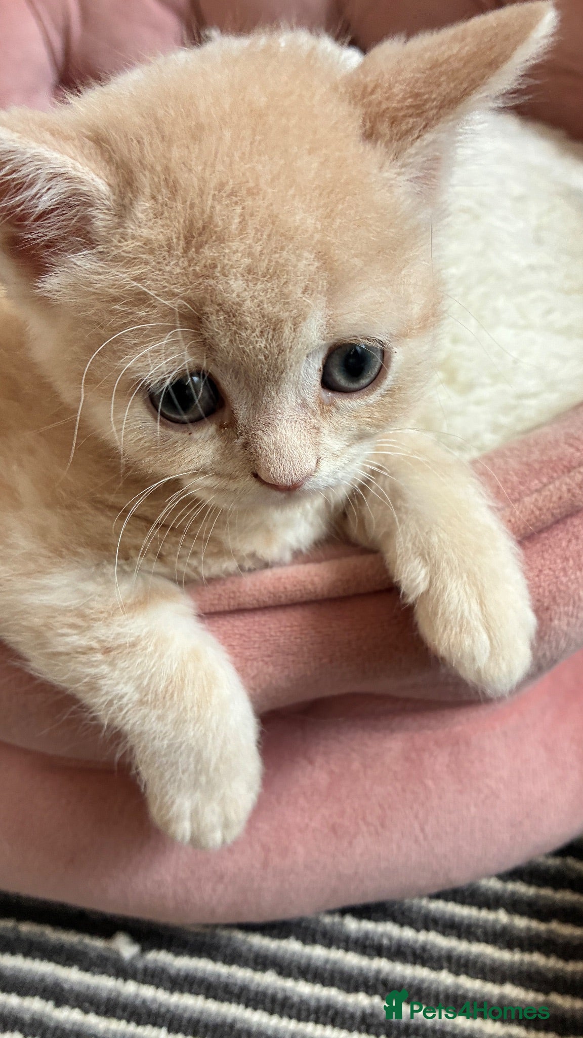 Scottish Fold cats “Gorgeous Scottish Fold & Straight Kittens ❤️ - Advert 2